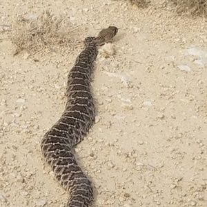 Meet your Posher, Manuel